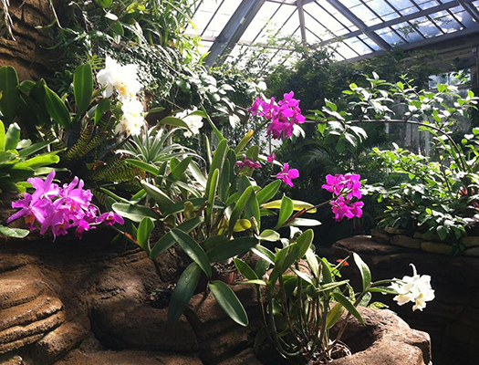 Escape the cold and enjoy a romantic evening inside the Garfield Park Conservatory.