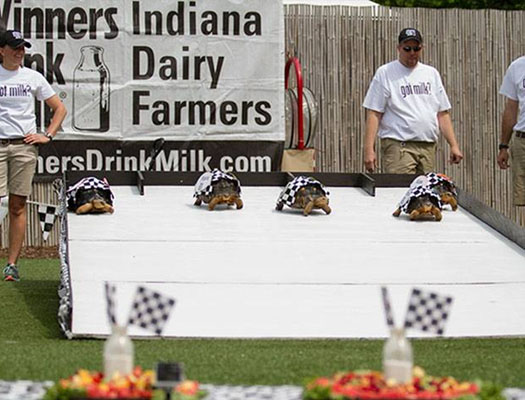 Held on the Wednesday before Memorial Day weekend, this year marks the 37th "running" of the Zoopolis 500 presented by the American Dairy Association Indiana. 